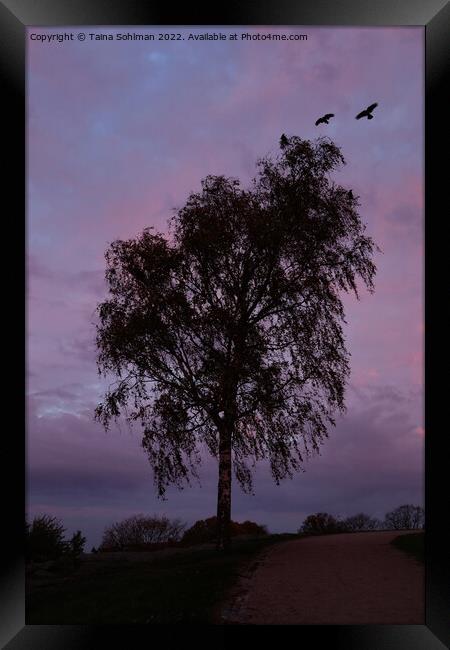 Tree and Crows in Silhouette at the Blue Hour Framed Print by Taina Sohlman