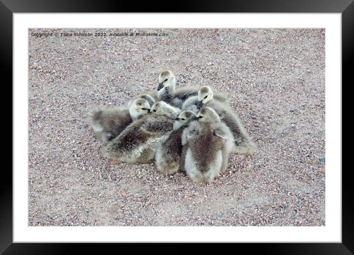 Baby Geese Keeping Warm Framed Mounted Print by Taina Sohlman