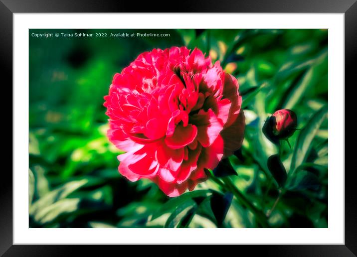 Beautiful Red Peony  Framed Mounted Print by Taina Sohlman