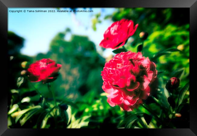 Beautiful Red Peonies in the Garden  Framed Print by Taina Sohlman