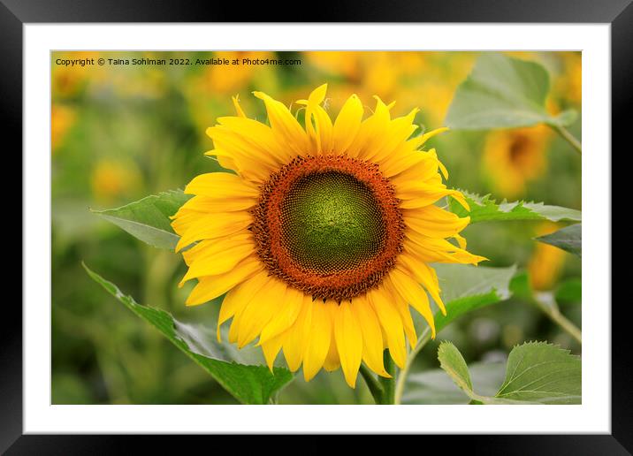 Beautiful Sunflower Growing in Field Framed Mounted Print by Taina Sohlman