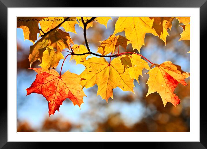 Colorful Maple Leaves in Autumn Framed Mounted Print by Taina Sohlman