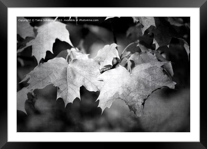 Autumnal Maple Leaves Monochrome Framed Mounted Print by Taina Sohlman