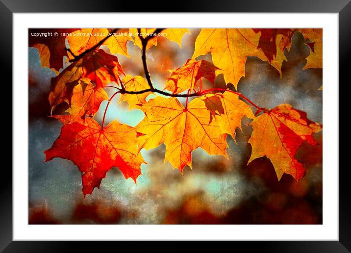 Colorful Maple Leaves in Autumn Digital Art Framed Mounted Print by Taina Sohlman
