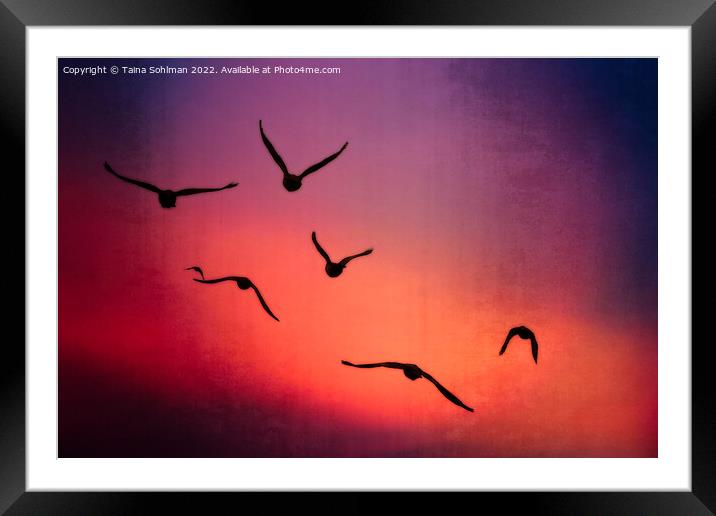 Crows Are Free 4 Framed Mounted Print by Taina Sohlman