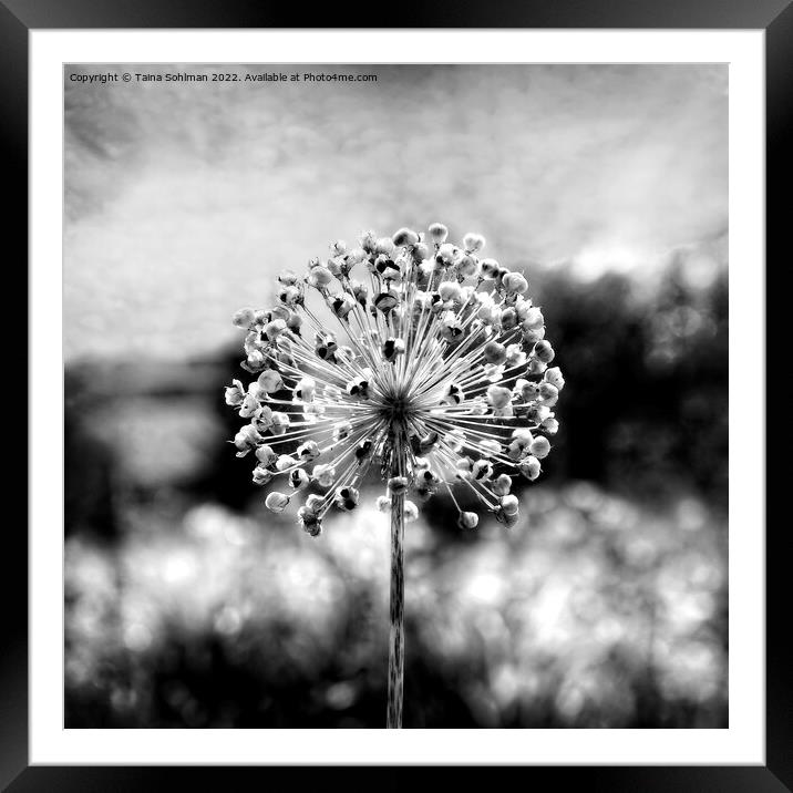 Allium Giganteum Seed Head Monochrome 1 Framed Mounted Print by Taina Sohlman