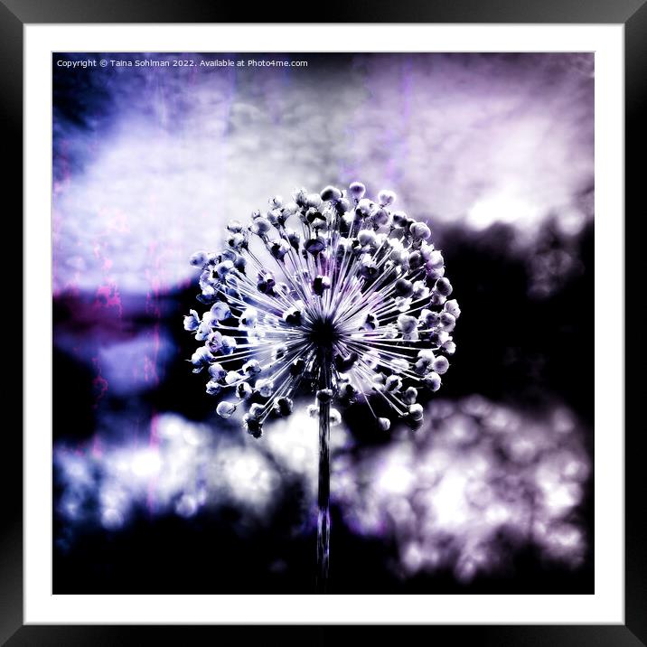 Allium Giganteum Seed Head Digital Art 1 Framed Mounted Print by Taina Sohlman