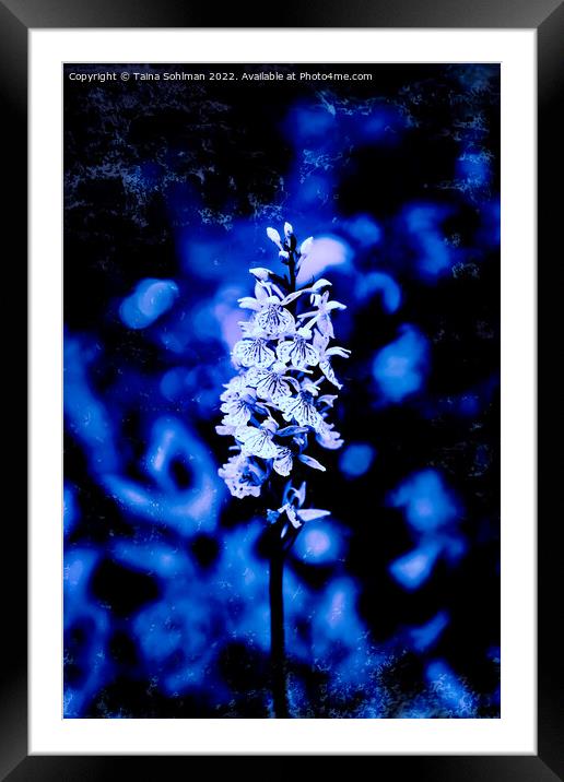 Dactylorhiza maculata, Heath Spotted Orchid in Blu Framed Mounted Print by Taina Sohlman