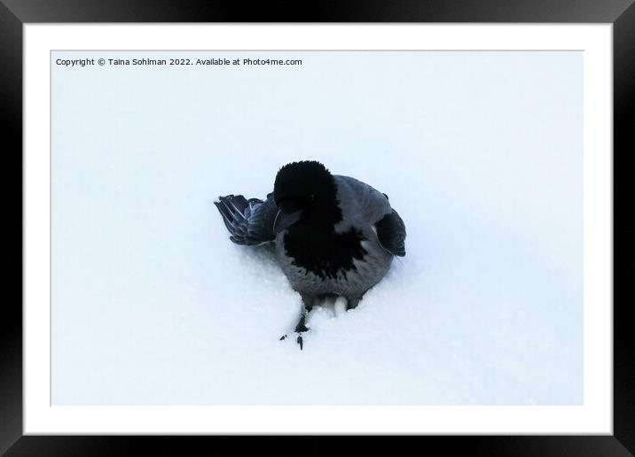 Hooded Crow in Deep Snow Framed Mounted Print by Taina Sohlman