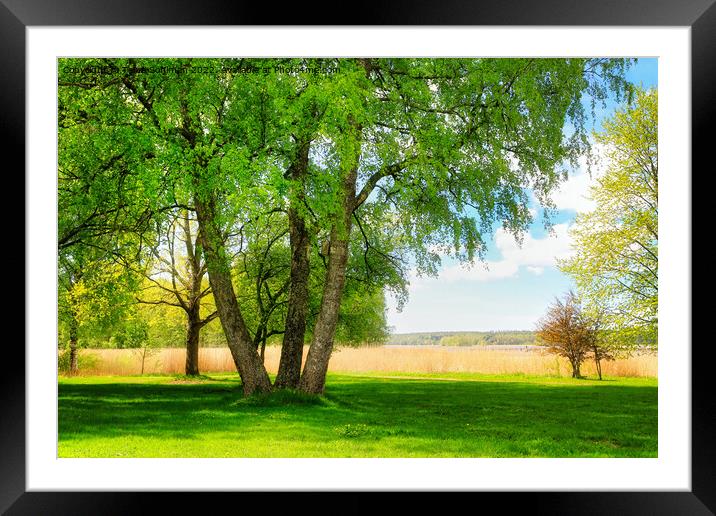 Multiple Trunked Birch Tree in the Spring Framed Mounted Print by Taina Sohlman