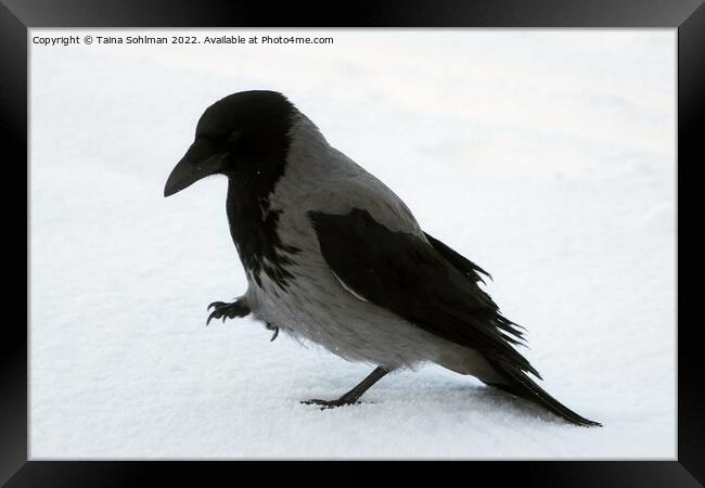 Beautiful Hooded Crow Strolling in Snow Framed Print by Taina Sohlman