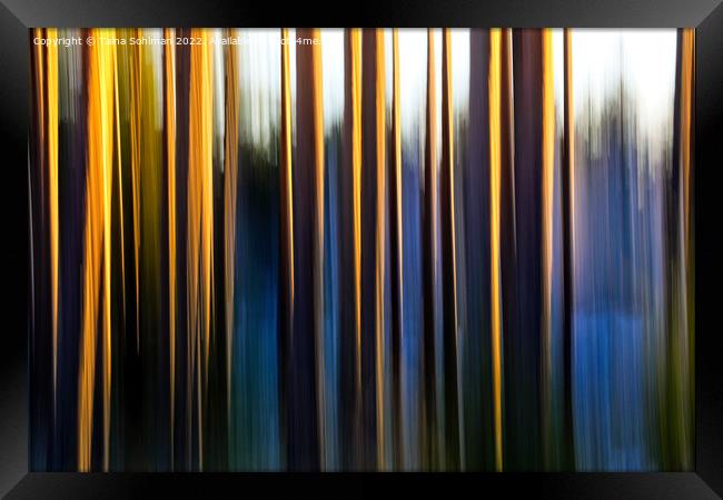 Pine Tree Trunks Illuminated by Morning Sun Framed Print by Taina Sohlman