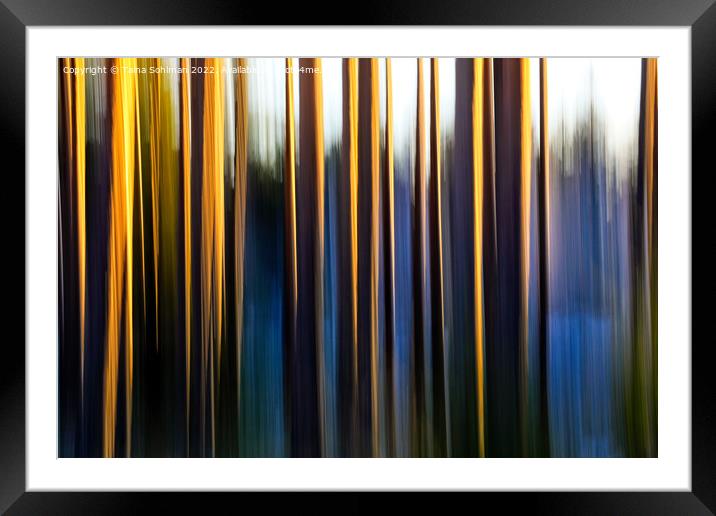 Pine Tree Trunks Illuminated by Morning Sun Framed Mounted Print by Taina Sohlman