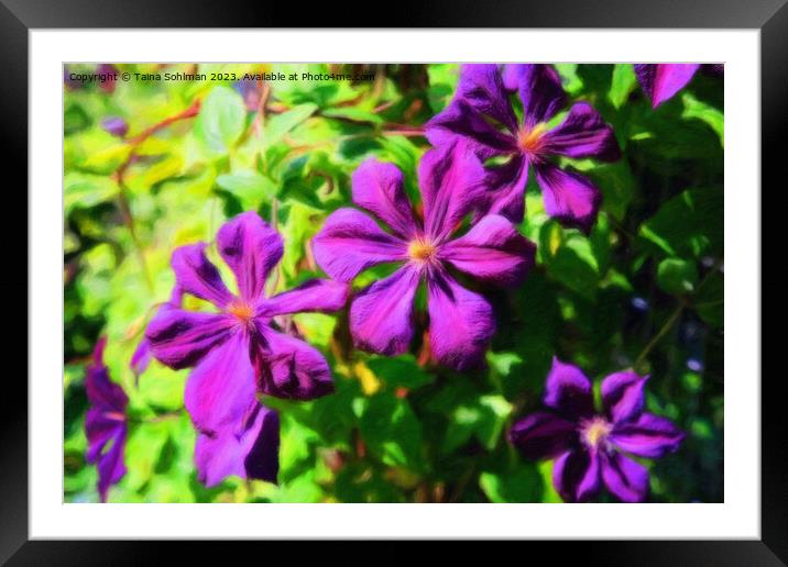 Purple Clematis Flowers Impressions Framed Mounted Print by Taina Sohlman
