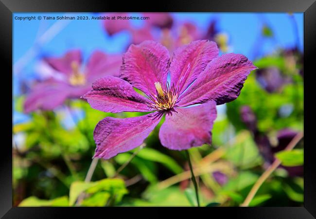 Single Purple Clematis Flower  Framed Print by Taina Sohlman