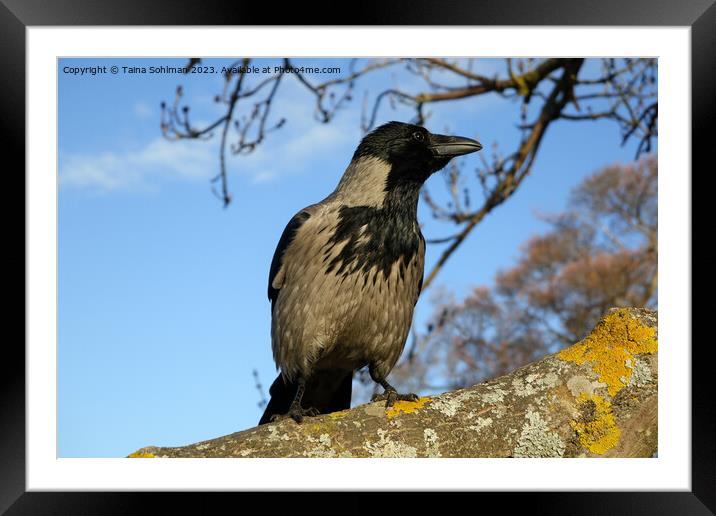 Observant Hooded Crow Framed Mounted Print by Taina Sohlman
