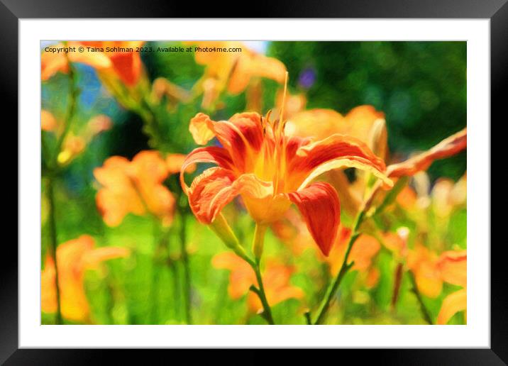 Orange Day Lily, Hemerocallis Flower in Summer Sun Framed Mounted Print by Taina Sohlman