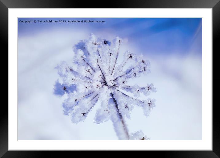 Hoarfrost on Anthriscus sylvestris, Cow Parsley in Framed Mounted Print by Taina Sohlman
