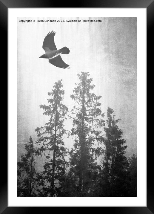 Hooded Crow Flying in Spruce Forest  Framed Mounted Print by Taina Sohlman
