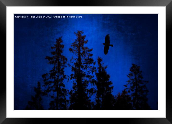 Hooded Crow Flying in Mystic Forest Framed Mounted Print by Taina Sohlman