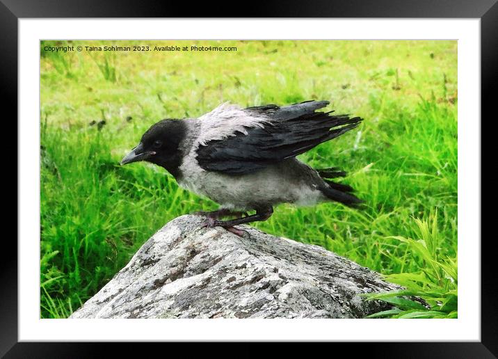 Adventures of the Baby Crow  Framed Mounted Print by Taina Sohlman