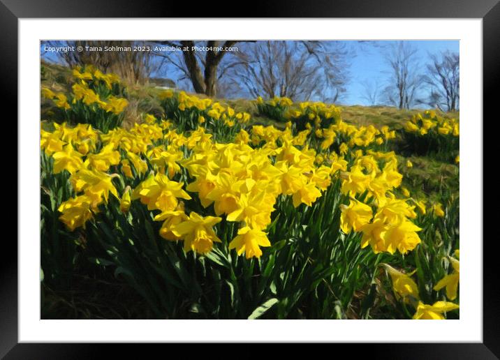 Yellow Daffodils Framed Mounted Print by Taina Sohlman