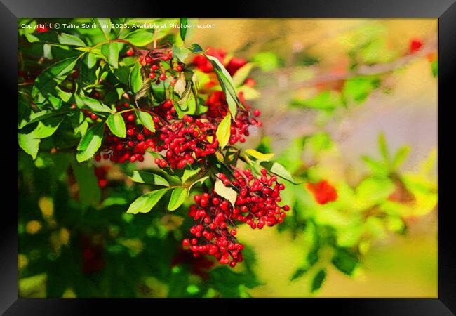 Red Berries in Sunlight  Framed Print by Taina Sohlman