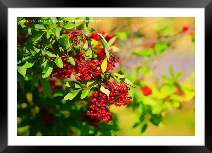Red Berries in Sunlight  Framed Mounted Print by Taina Sohlman