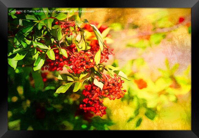 Red Berries in Sunlight 2 Framed Print by Taina Sohlman