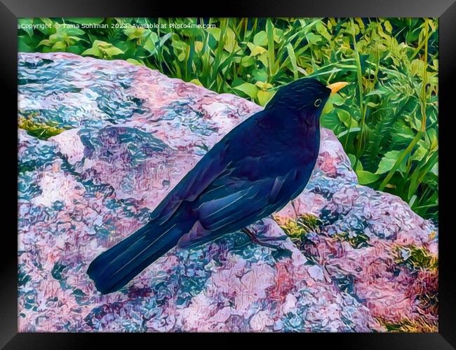 Beautiful Blackbird Digital Art Framed Print by Taina Sohlman