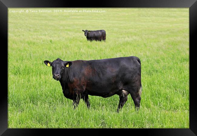 Two Black Cows Mirror Image Framed Print by Taina Sohlman