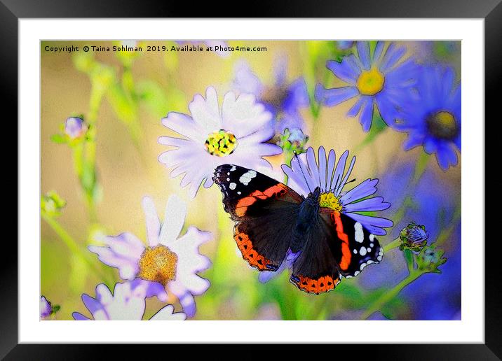 Red Admiral Butterfly on Flowers Framed Mounted Print by Taina Sohlman