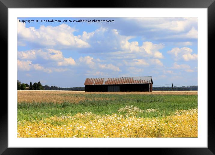 Summer  Country Landscape  Framed Mounted Print by Taina Sohlman