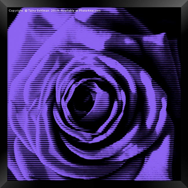 Purple Rose Digital Framed Print by Taina Sohlman