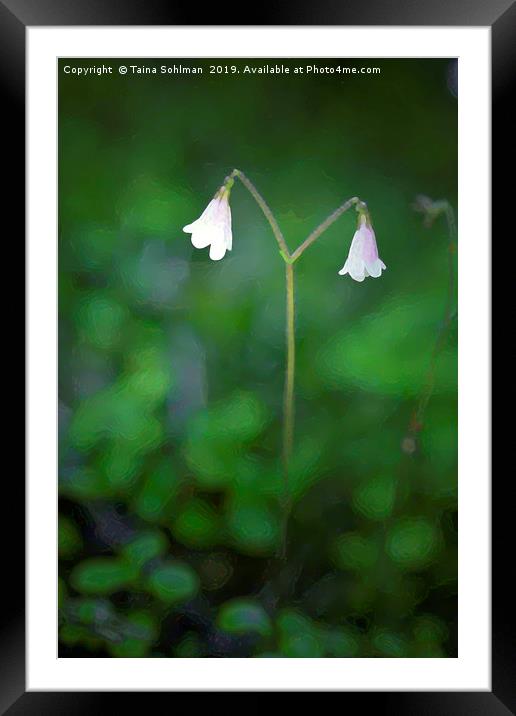 Linnaea borealis (Twinflower) Digital art.  Framed Mounted Print by Taina Sohlman