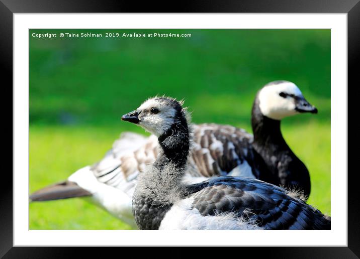 Gosling and Adult Barnacle Goose Framed Mounted Print by Taina Sohlman