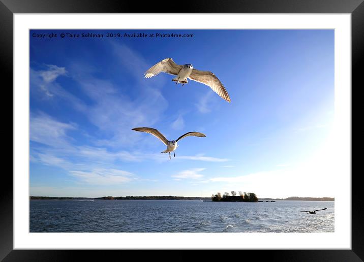 Seagulls Following Ferry Framed Mounted Print by Taina Sohlman