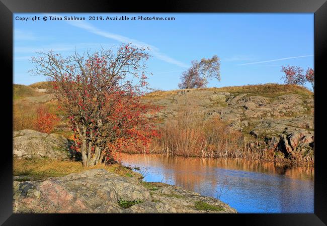 Autumnal Landscape with Rowan Tree Framed Print by Taina Sohlman