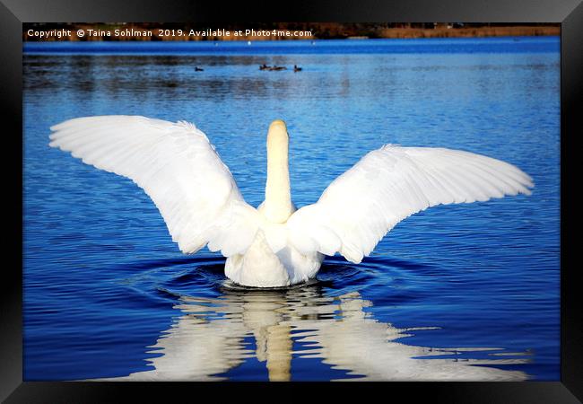 White Swan Spreading Wings Framed Print by Taina Sohlman