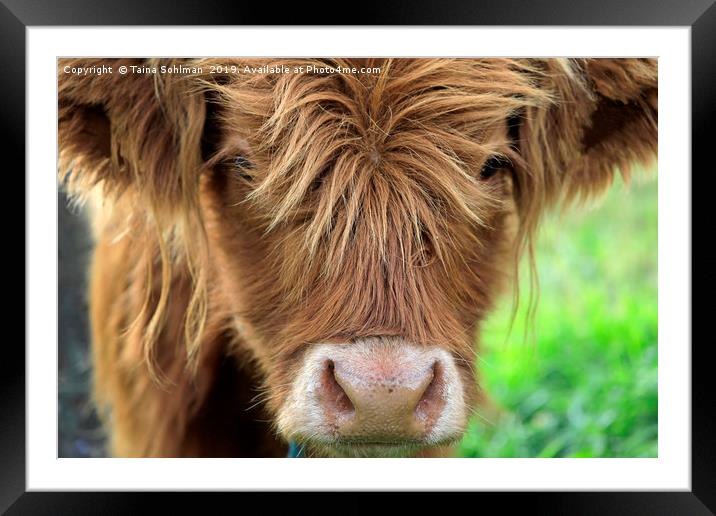 Close up of Young Highland Bull Framed Mounted Print by Taina Sohlman