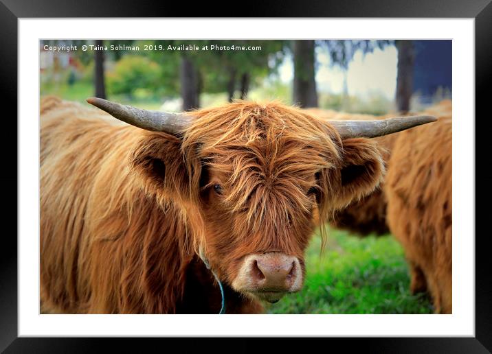 Portrait of Young Highland Bull Framed Mounted Print by Taina Sohlman