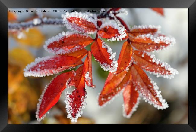 Frost on Rose Leaves Framed Print by Taina Sohlman