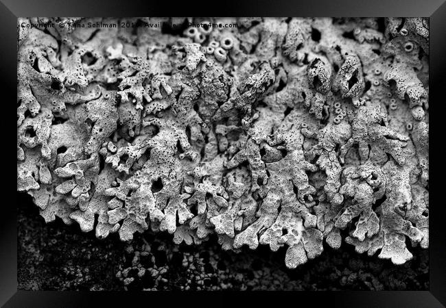 Abstract of Arctoparmelia centrifuga lichen Framed Print by Taina Sohlman