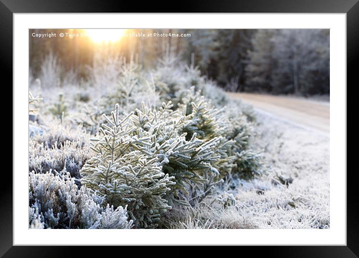 Frosted Forest and Winter Sun Framed Mounted Print by Taina Sohlman