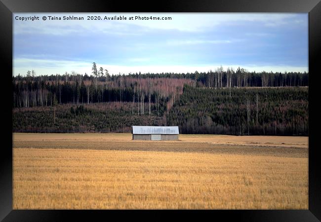 Lonely Barn in Field Framed Print by Taina Sohlman