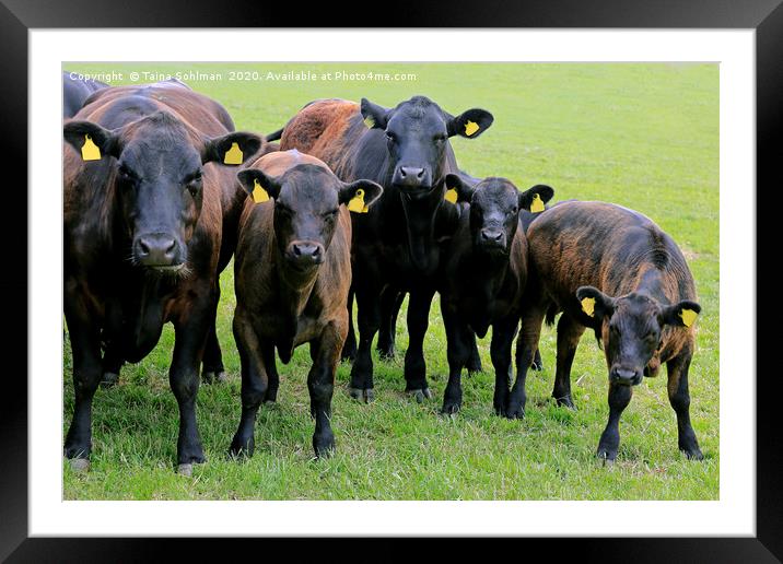 We are Curious - Cattle Looking into Camera Framed Mounted Print by Taina Sohlman