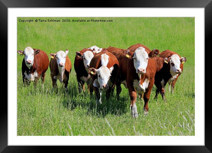 Cows Running Straight Ahead Towards Camera Framed Mounted Print by Taina Sohlman