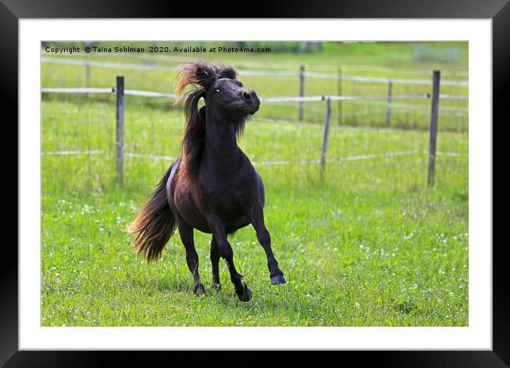 Beautiful Horse in Motion Framed Mounted Print by Taina Sohlman