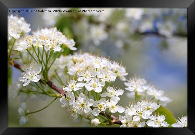 White Flowers of Prunus Close Up Framed Print by Taina Sohlman