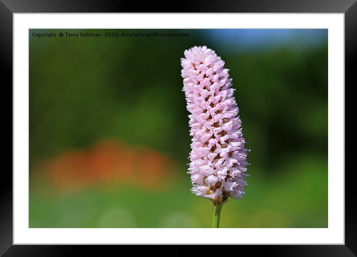 Pink Bistorta Flower at Spring Framed Mounted Print by Taina Sohlman